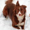 Brown Border Collie In Snow Diamond Painting