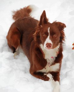 Brown Border Collie In Snow Diamond Painting