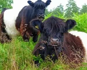 Cute Little Cows Grazing Diamond Painting