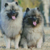 Keeshond Puppies Diamond Painting