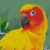 Sun Conure Art Diamond Painting