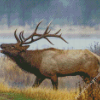 Wyoming Elk Diamond Painting