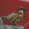 Bird Standing On Gray Rock Diamond Painting