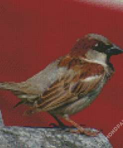 Bird Standing On Gray Rock Diamond Painting