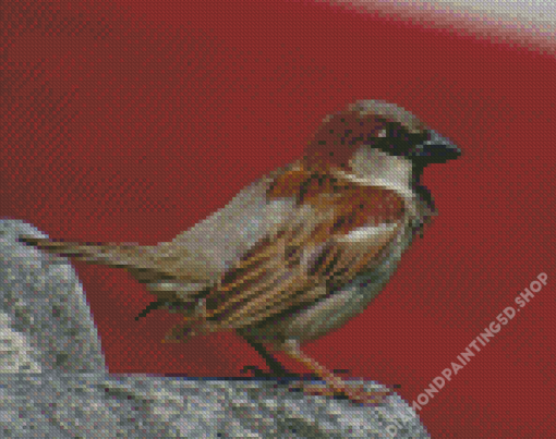 Bird Standing On Gray Rock Diamond Painting