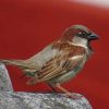 Bird Standing On Gray Rock Diamond Painting