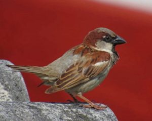 Bird Standing On Gray Rock Diamond Painting