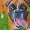 Boxer Dog Breed Diamond Painting