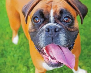 Boxer Dog Breed Diamond Painting