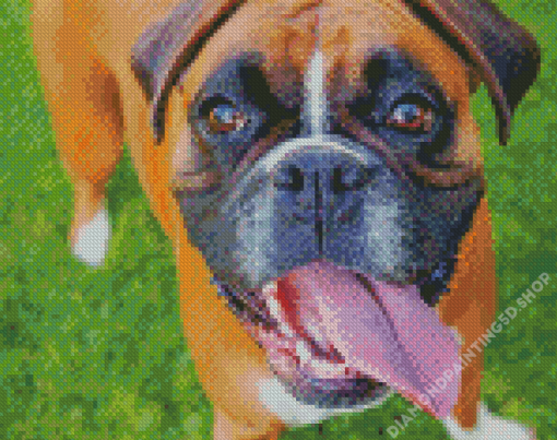 Boxer Dog Breed Diamond Painting