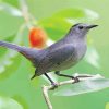 Grey Catbird Diamond Painting