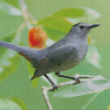 Grey Catbird Diamond Painting