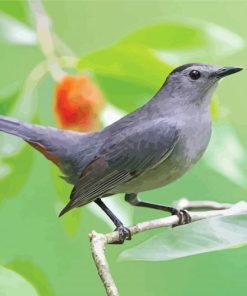 Grey Catbird Diamond Painting