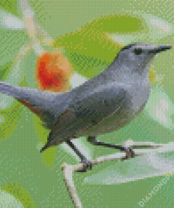 Grey Catbird Diamond Painting