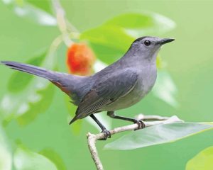 Grey Catbird Diamond Painting