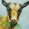 Nigerian Dwarf Goat Eating Grass Art Diamond Painting