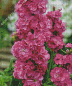 Pink Stock Flowers Diamond Painting
