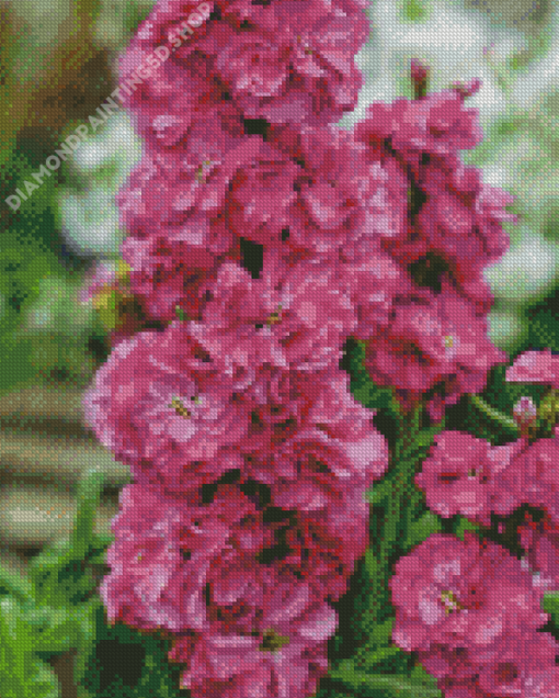 Pink Stock Flowers Diamond Painting