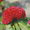 Red Cockscomb Flower Diamond Painting