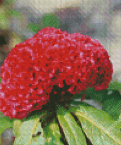 Red Cockscomb Flower Diamond Painting
