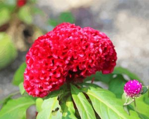 Red Cockscomb Flower Diamond Painting