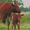 Shorthorn Cattle Diamond Painting