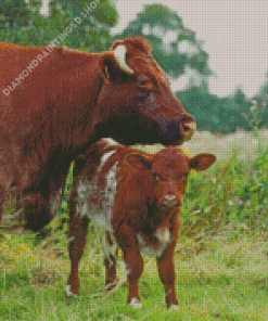 Shorthorn Cattle Diamond Painting