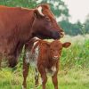 Shorthorn Cattle Diamond Painting