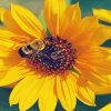Sunflower And Bee Diamond Painting