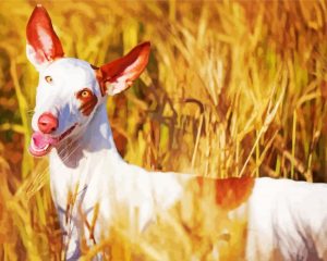 White Podenco Dog Diamond Painting