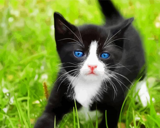 tuxedo kittens with blue eyes