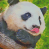 Panda Sticking Tongue Out Diamond Painting