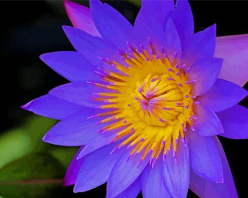 Purple Tiger Lotus Diamond Painting