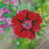 Red Sweet William Flower Diamond Painting