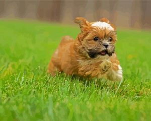 Shorkie Puppy Running Diamond Painting