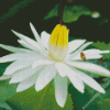 White tiger Lotus Flower Diamond Painting