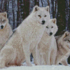 White Wolves In Snow Diamond Painting