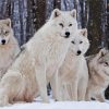 White Wolves In Snow Diamond Painting