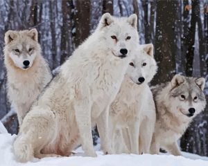 White Wolves In Snow Diamond Painting