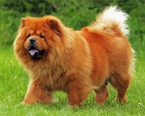 Aesthetic Chow Chow Diamond Painting