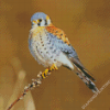 American Kestrel Bird Diamond Painting