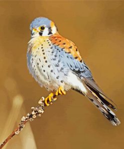 American Kestrel Bird Diamond Painting