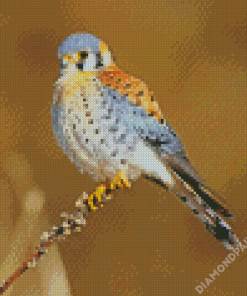 American Kestrel Bird Diamond Painting