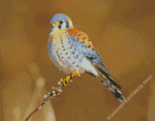 American Kestrel Bird Diamond Painting