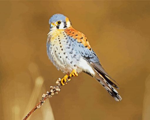 American Kestrel Bird Diamond Painting