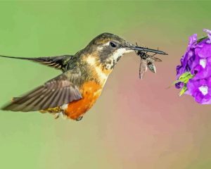 Hummingbird And Bee Diamond Painting