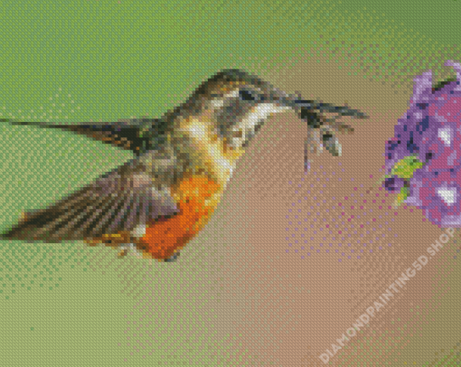 Hummingbird And Bee Diamond Painting