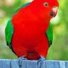 Australian King Parrot Bird Diamond Painting