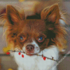 Long Haired Chihuahua Dog Diamond Painting