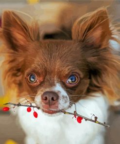 Long Haired Chihuahua Dog Diamond Painting